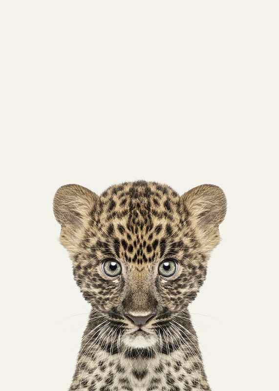 Baby Leopard-3