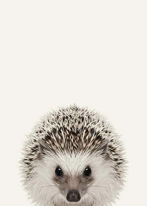 Baby Hedgehog-3