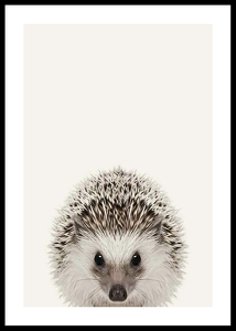 Baby Hedgehog-0