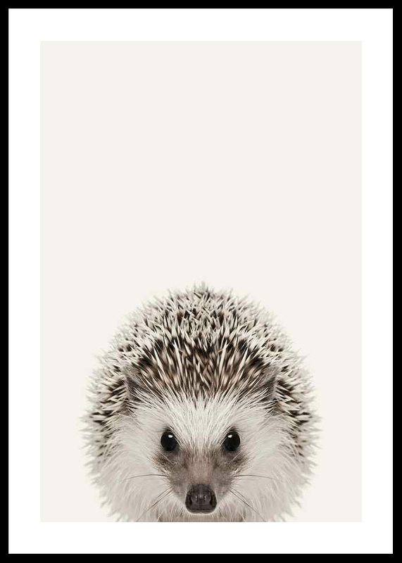 Baby Hedgehog-0