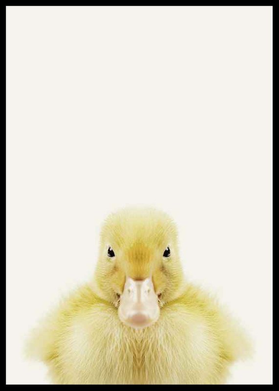 Baby Duck-2