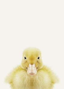 Baby Duck-3