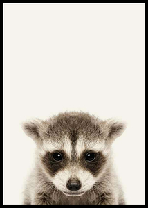 Baby Raccoon-2