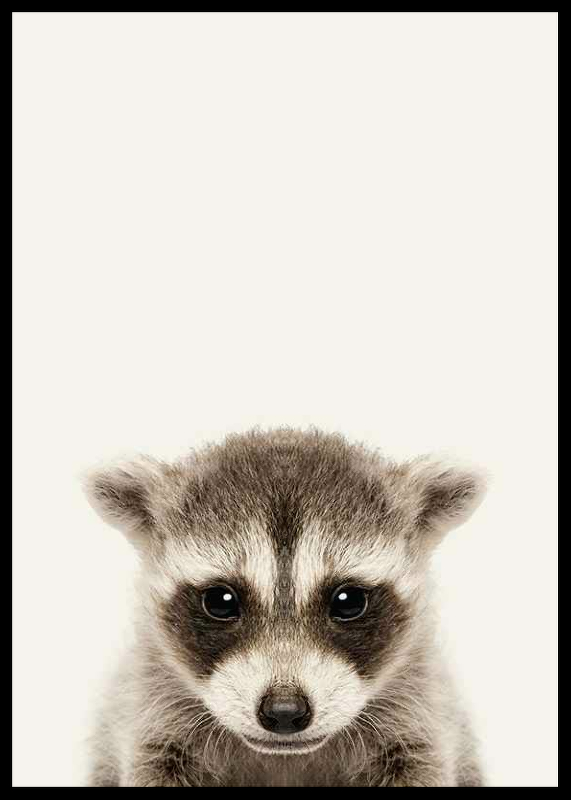 Baby Raccoon-2