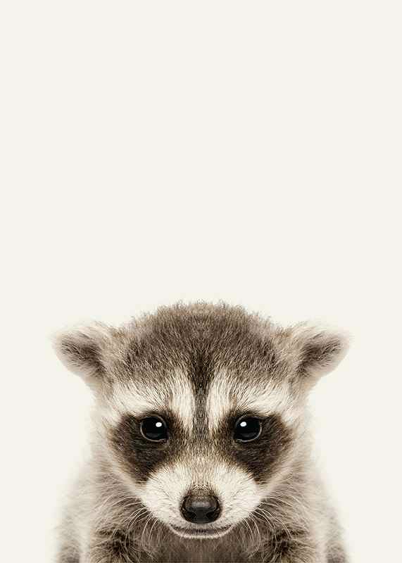 Baby Raccoon-3