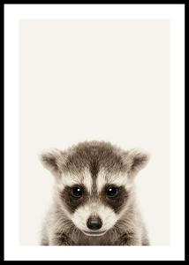 Baby Raccoon-0
