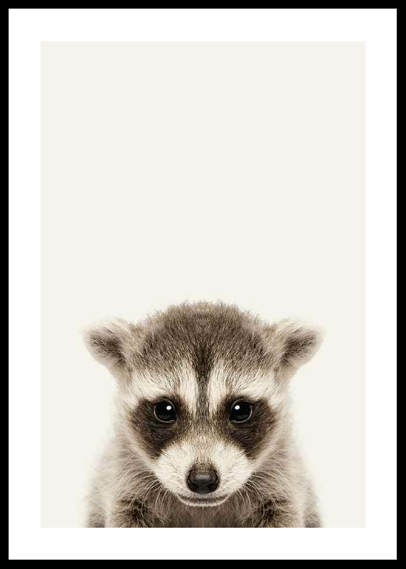 Baby Raccoon-0