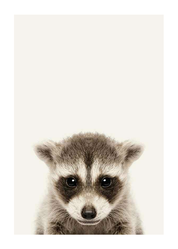 Baby Raccoon-1