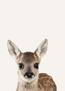 Baby Deer-3