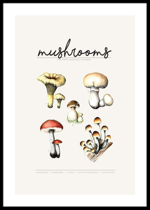 Mushrooms-0
