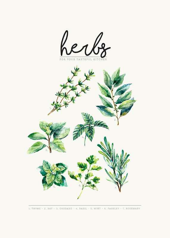Herbs-3