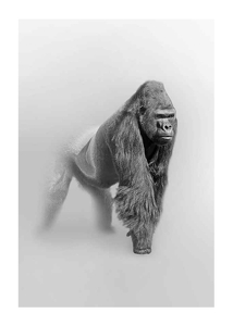 Faded Gorilla -1