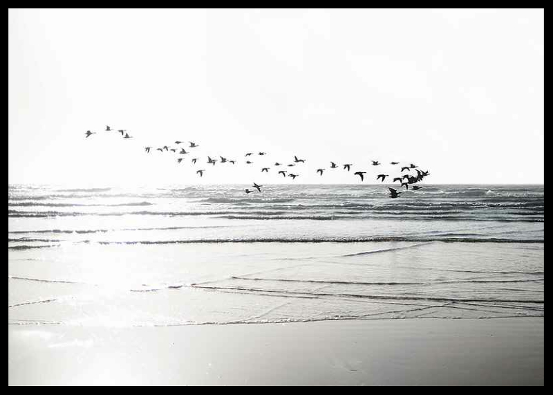 Birds Over Beach-2