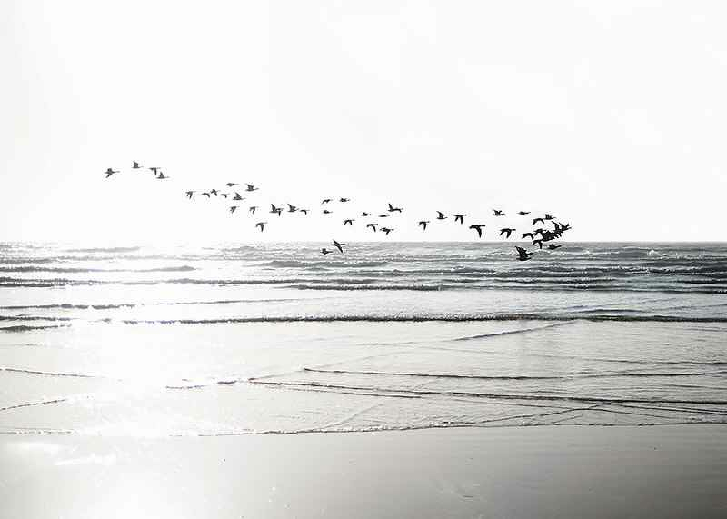 Birds Over Beach-3