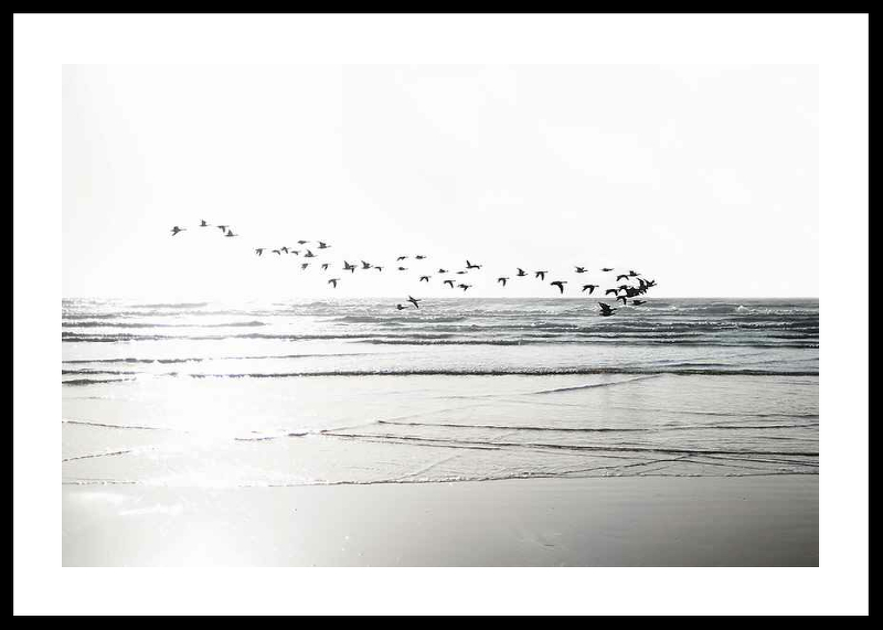 Birds Over Beach-0