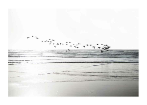 Birds Over Beach-1