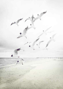 Black-Headed Seagulls-3