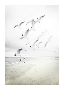 Black-Headed Seagulls-1