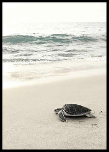 Sea Turtle On Beach-2