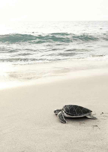 Sea Turtle On Beach-3