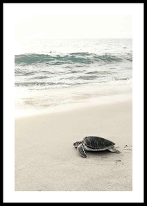 Sea Turtle On Beach-0