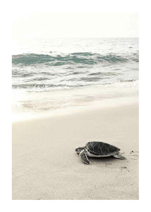 Sea Turtle On Beach-1