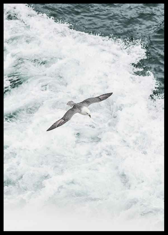 Grey Seagull-2