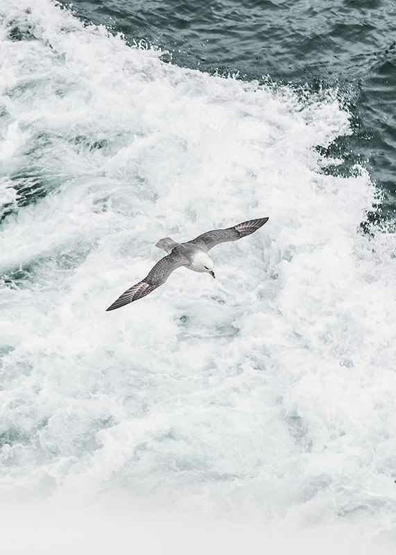 Grey Seagull-3