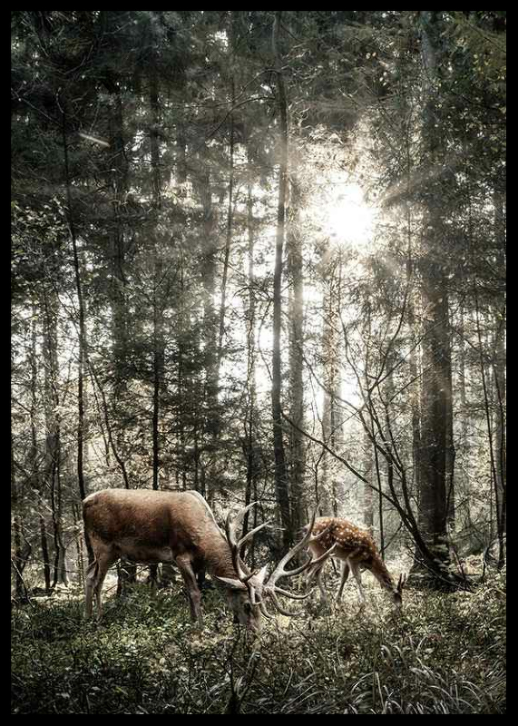 Deer In Sunlight-2