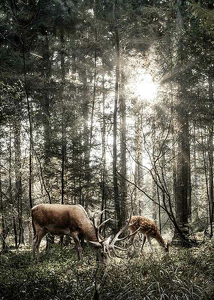 Deer In Sunlight-3