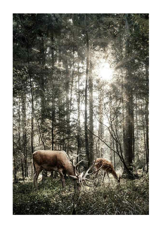 Poster Deer In Sunlight