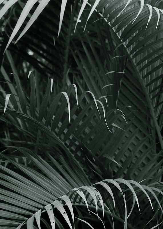 Palm Leaf No1-3