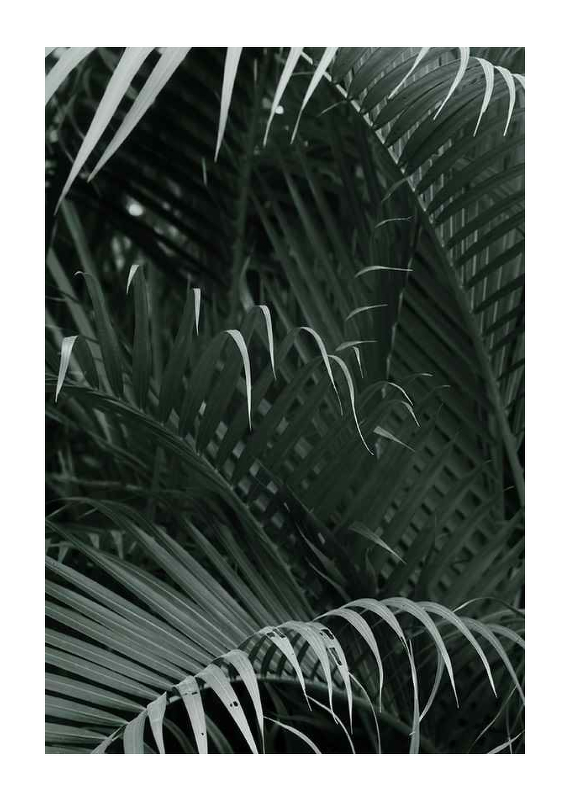 Palm Leaf No1-1