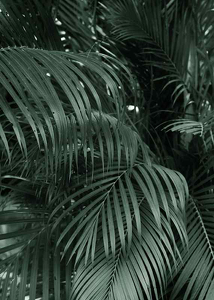 Palm Leaf No2-3