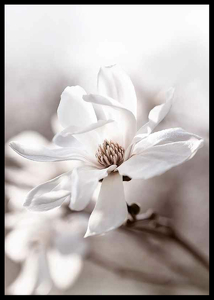 Flowering Star Magnolia-2