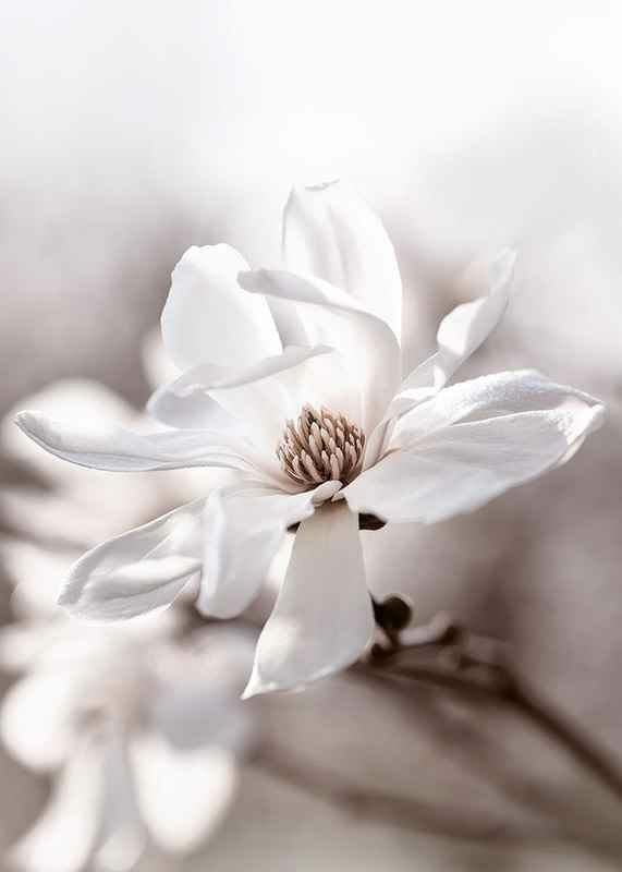 Flowering Star Magnolia-3