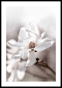 Flowering Star Magnolia-0