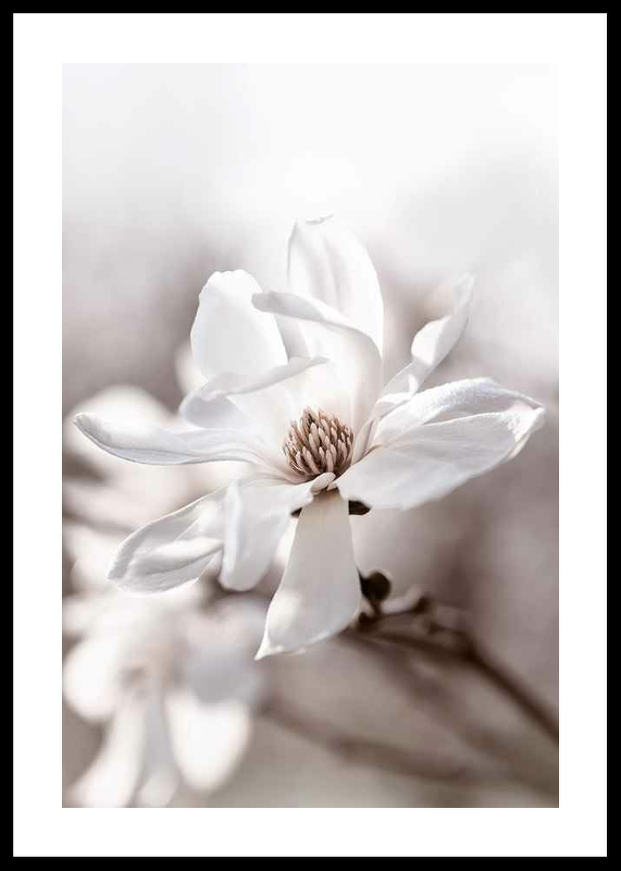 Flowering Star Magnolia-0