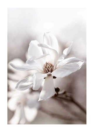Poster Flowering Star Magnolia