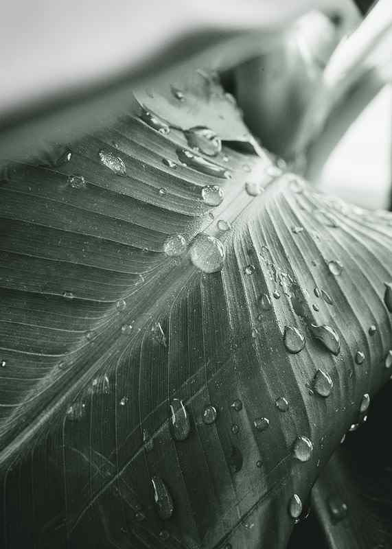 Palm Leaf Raindrops-3
