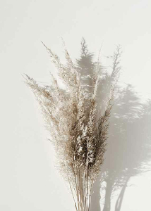 Dry Reeds No1-3