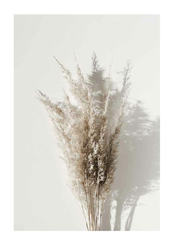 Dry Reeds No1-1