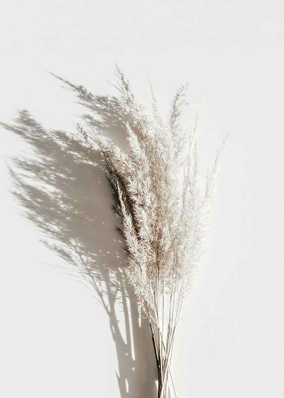 Dry Reeds No3-3