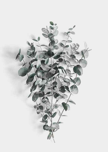 Eucalyptus No5-3