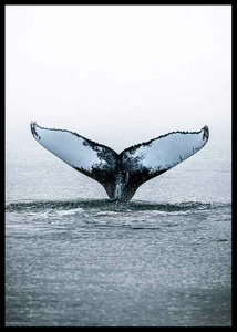 Whale Tail-2