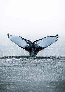 Whale Tail-3