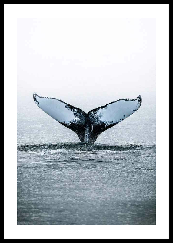 Whale Tail-0