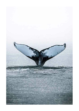 Poster Whale Tail