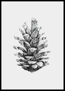 Sketched Spruce Cone-2
