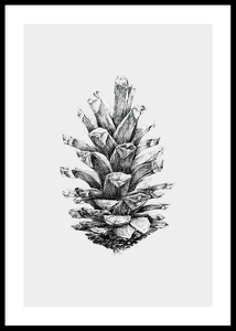 Sketched Spruce Cone-0